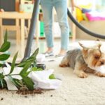 Woman using whole house vacuum to clean up dirt on carpeting from tipped plant. Yorkie is next to plant.